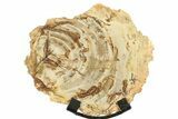 Petrified Wood (Tropical Hardwood) Slab with Stand - Indonesia #266084-1